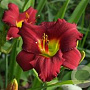 Hemerocallis 'Pardon Me' GM 2,0L