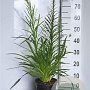 Liatris spicata GM 2,0L