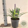 Liriope muscari 'Ingwersen' 20-25 cm 2,0L