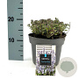 Nepeta 'Purssian Blue' GM 2,0L
