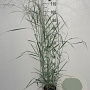 Panicum virgatum 'Prairie Sky' GM 2,0L