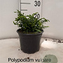 Polypodium vulgare 20-25 cm 2,0L