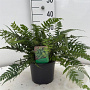 Polystichum tsussimense 20-25 cm 2,0L