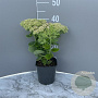 Sedum spectabile 'Brillant' GM 2,0L