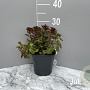 Sedum spurium 'Fuldaglut' GM 2,0L