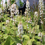 Tiarella wherryi GM P9