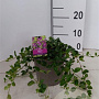 Vinca minor 'Atropurpurea' 30-40 cm P15
