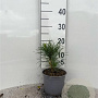 Pinus nigra nigra 15-20 cm 2,0L