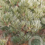Pinus strobus 'Radiata' 60-80 cm met kluit