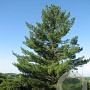 Pinus strobus 'Torulosa' 150-175 cm 15L