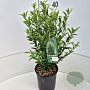 Prunus l. Sofia 30-40 cm 4,0L