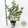 Prunus nipponica 'Brillant' 30-40 cm 3,0L