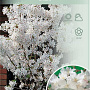 Prunus nipponica 'Brillant' 60 cm stam 5,0L