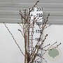 Prunus nipponica 'Brillant' 150 cm stam 15L