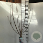 Prunus triloba 90 cm stam 7,5L