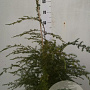 Tsuga canadensis 60-80 cm 7,5L