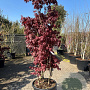 Acer pal. 'Bloodgood' 150-200 cm container 3 stam solitair