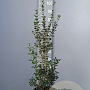 Osmanthus burkwoodii 60-80 cm 5,0L