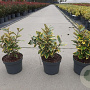 Elaeagnus ebb. 'Viveleg' GM C3