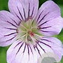 Geranium 'Karen Wouters' GM  P11