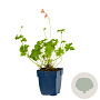 Geranium 'Orkney Pink' GM  P11