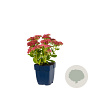 Sedum 'Herbstfreude' GM  P11