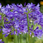 Agapanthus Carbonella GM  P11
