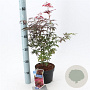 Acer pal. 'Atropurpureum' 30-40 cm 2,0L