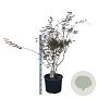 Acer pal. 'Trompenburg' 90-100 cm 35L