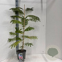 Albizia julibr. Ombrella 50-60 cm 5,0L met stok