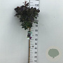 Cotinus cog. 'Royal Purple' 80 cm stam 7,5L