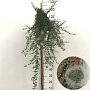 Cotoneaster suec. 'Coral Beauty' 120 cm stam 7,5L