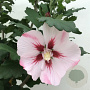 Hibiscus syr. 'Hamabo' 50-60 cm 7,5L