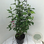 Hibiscus syr. 'Monstrosus' 50-60 cm 7,5L