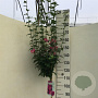 Hibiscus syr. 'Woodbridge' 120 cm stam 10L
