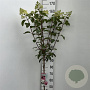 Hydrangea pan. Vanille-Fraise 90 cm stam 7,5L