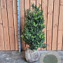 Ilex crenata Dark Green 80-100 cm met kluit struik