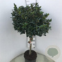 Ilex meserv. Blue Maid 60 cm stam 15L