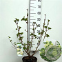 Viburnum plic. 'Grandiflorum' 50-60 cm 4,0L