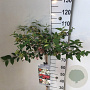 Viburnum plic. Kilimandjaro Sunrise 90 cm stam 7,5L