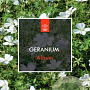 Geranium sang. 'Album' GM 2,0L