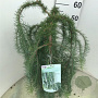 Larix kaempf. 'Stiff Weeper' 60 cm stam 5,0L
