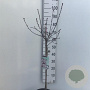 Prunus cistena 60 cm stam 5,0L