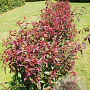 Prunus persicoides 'Spring Glow' 120 cm stam 7,5L