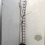 Prunus ser. 'Royal Burgundy' 90 cm stam 7,5L