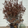 Acer 'Ample Surprise' 150-200 cm container