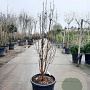 Acer griseum 125-150 cm 50L