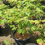 Acer japonicum 'Aconitifolium' 100-125 cm 50L