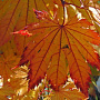 Acer japonicum 'Meigetsu' 250-300 cm cont. 80L