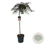 Acer pal. 'Garnet' 90 cm stam 14L